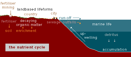 nutrient cycle